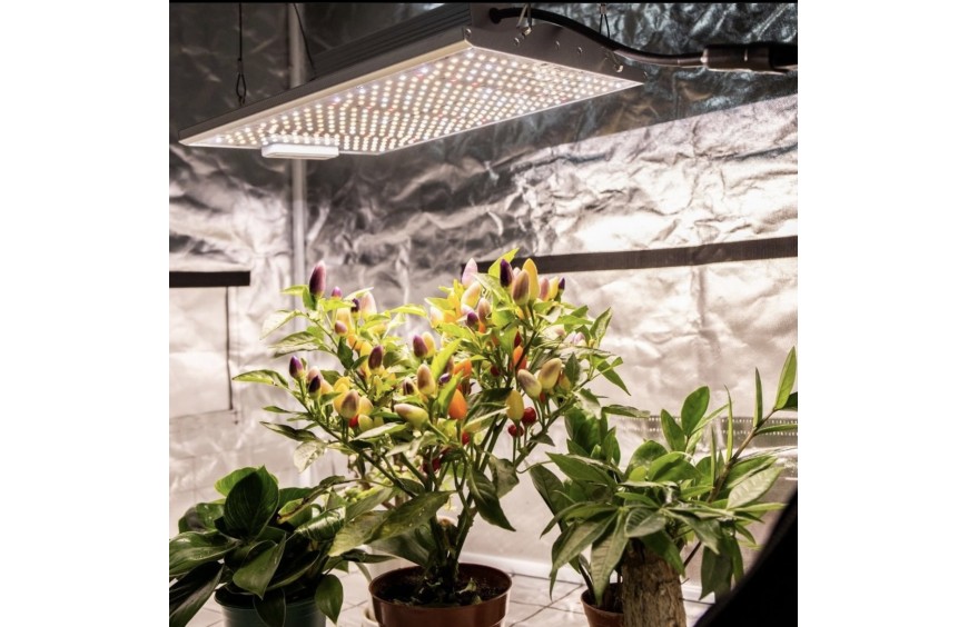 Uprawa roślin z oświetleniem LED dla początkujących. Czego potrzebujesz i co powinieneś wiedzieć?